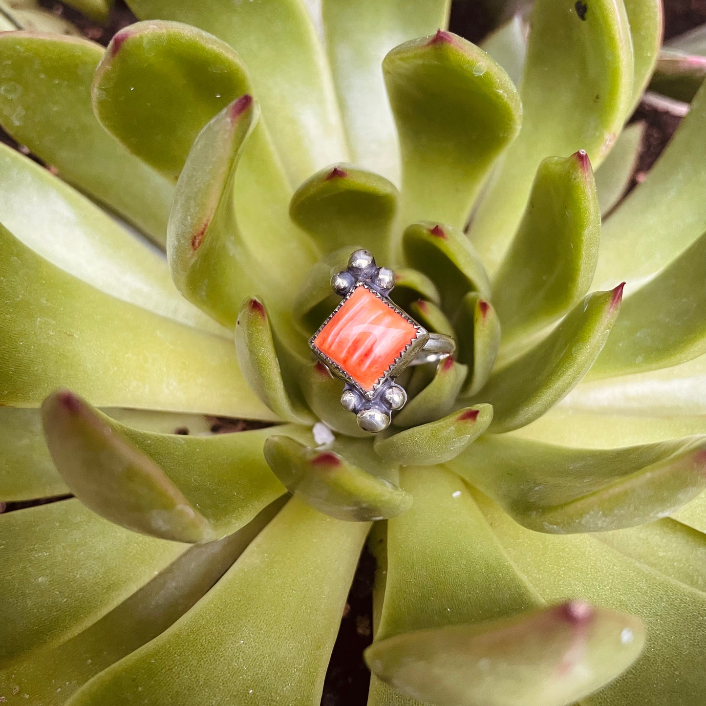 The Harper Ring - Spiny Oyster